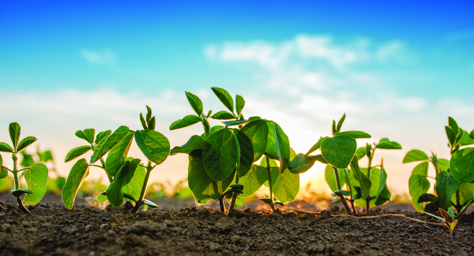 ZFS Soybean Growers Meeting