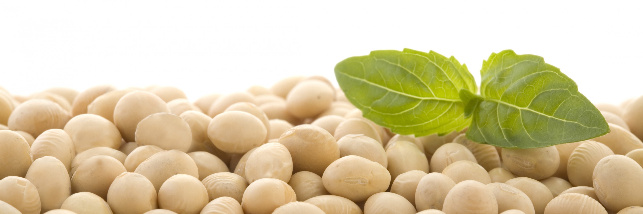 ZFS Non-GMO soybeans