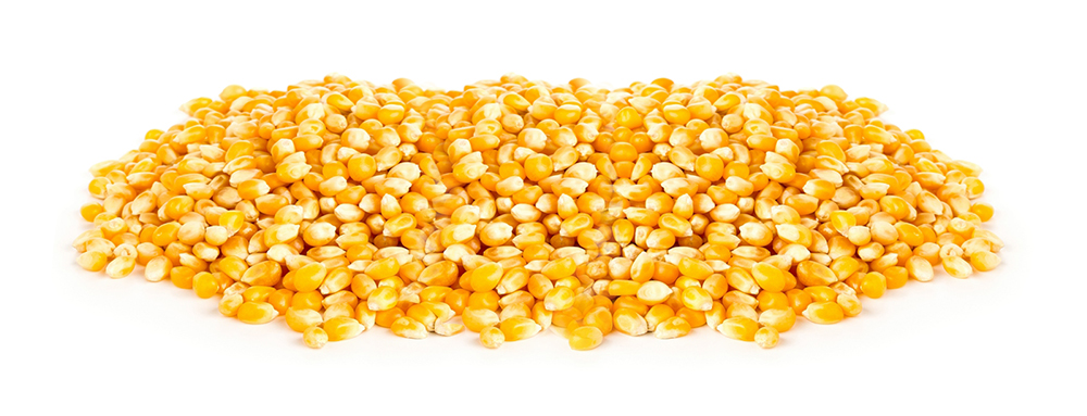 ZFS Organic Corn Seed