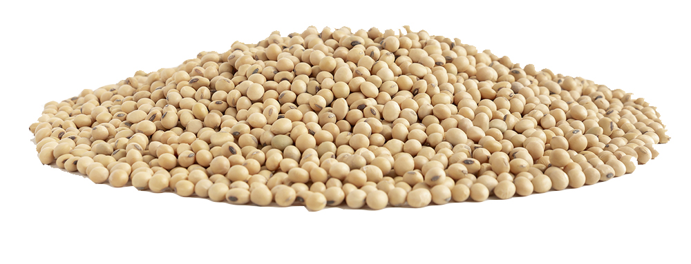 ZFS Organic Soybean Seed